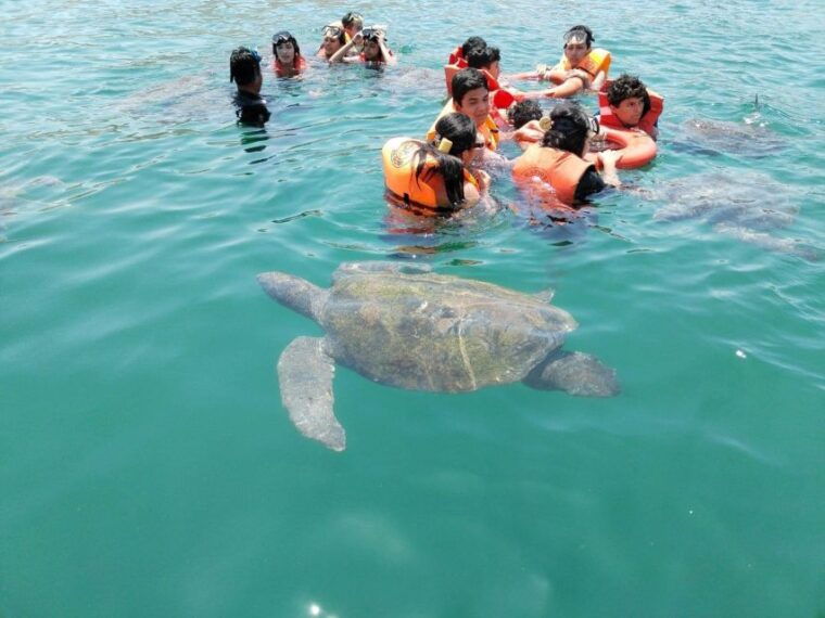 from-piura-excursion-to-mancora-swimming-with-turtles