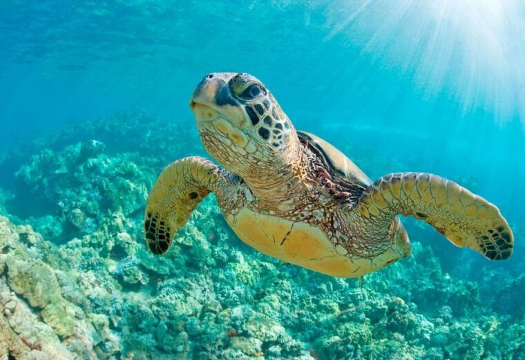 from-piura-excursion-to-mancora-swimming-with-turtles