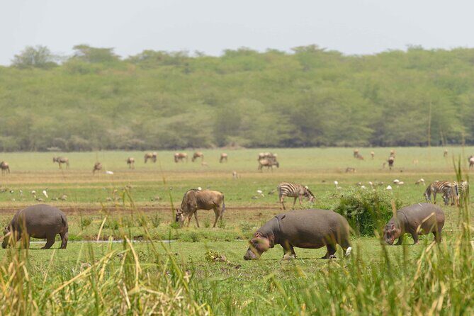 From Plains to Crater: 3-Day Midrange Safari in Northern Tanzania - Authentic Experiences and Review Insights