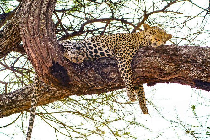 From Plains to Crater: 3-Day Midrange Safari in Northern Tanzania - The Sum Up: Who Is This Safari For?