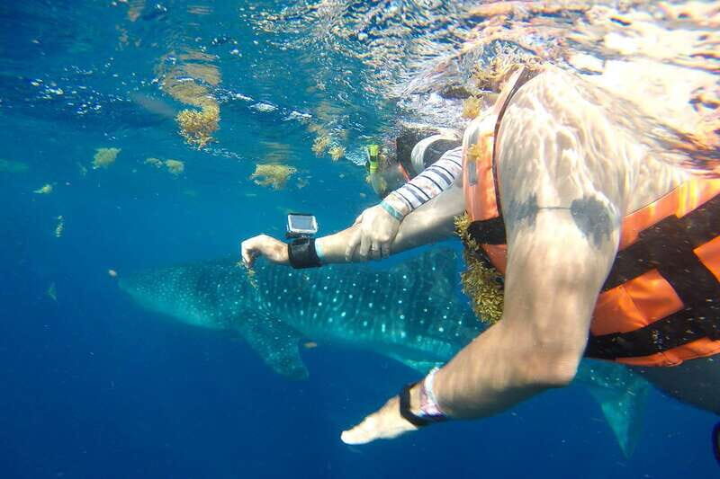 From Playa del Carmen: Whale Shark Tour - What to Expect from the Whale Shark Tour