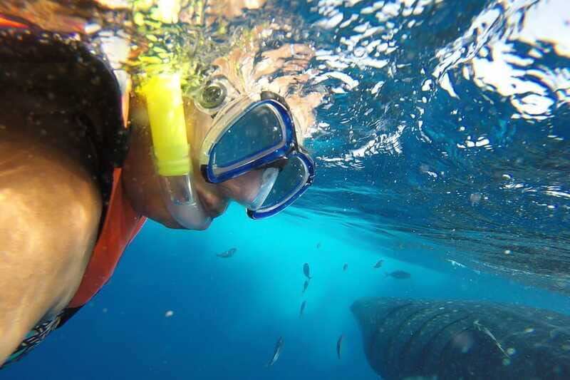 From Playa del Carmen: Whale Shark Tour - Authentic Experiences Highlighted in Reviews