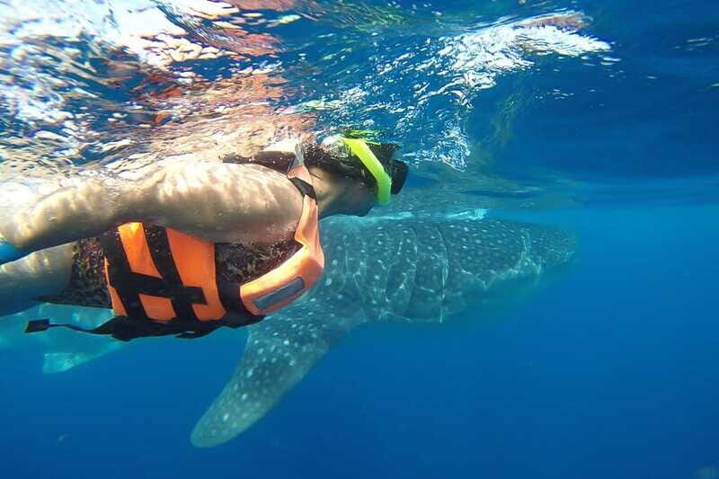 From Playa del Carmen: Whale Shark Tour - Is This Tour Right for You?