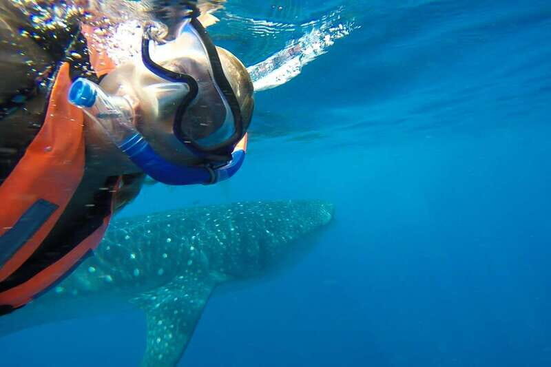 From Playa del Carmen: Whale Shark Tour - FAQ
