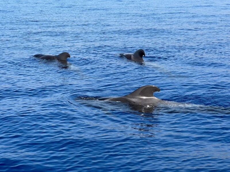 from-playa-san-juan-whale-watching-gigantes-and-masca-bay