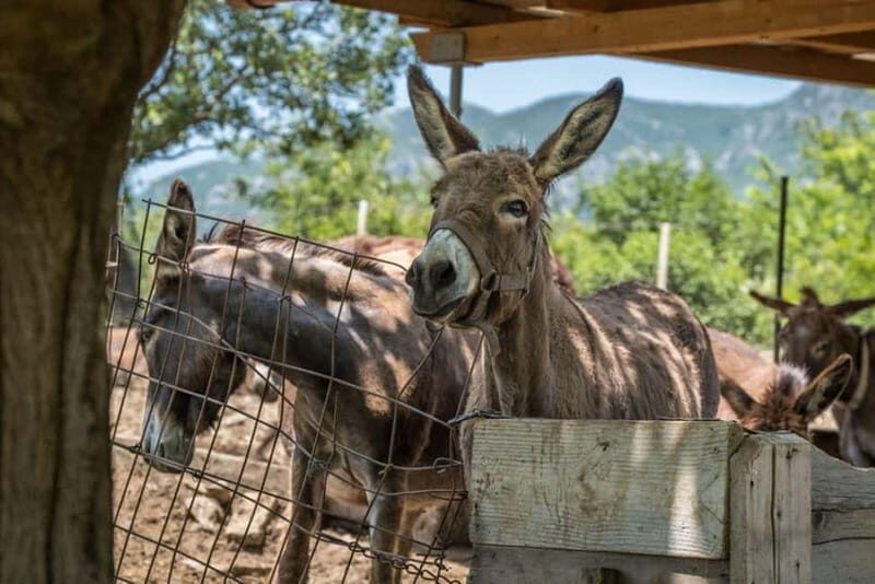 From Podgorica: Donkey Farm Visit - Exploring the Donkey Farm Experience in Montenegro