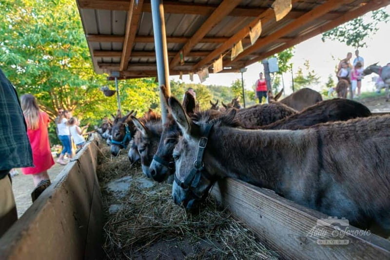 From Podgorica: Donkey Farm Visit - Who Will Love This Experience?
