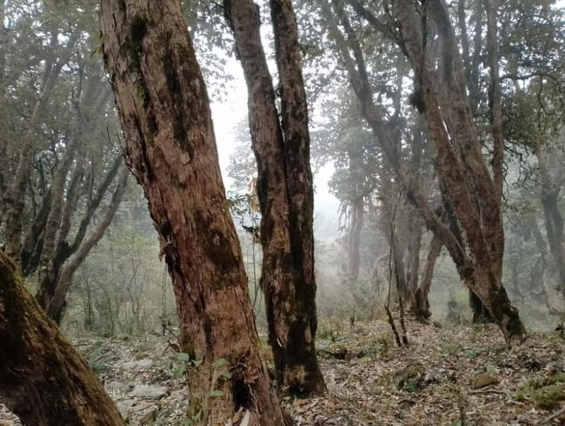 From Pokhara: 4-Day Annapurna Sunrise Trek and Chitwan Tour - Key Points