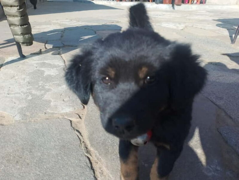 From Pokhara: 4-Day Annapurna Sunrise Trek and Chitwan Tour - Jungle Safari and Wildlife Encounters