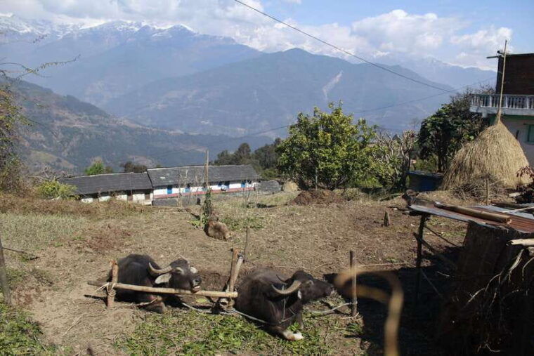 from-pokhara-australian-camp-and-dhampus-guided-day-hike