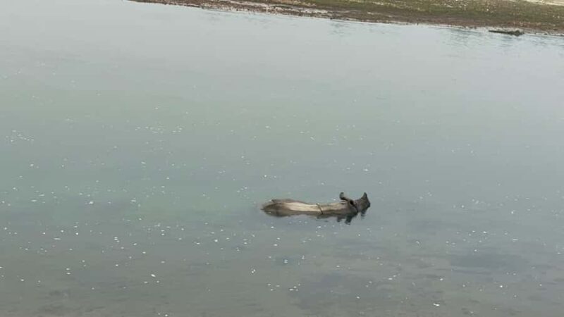 From Pokhara: Chitwan 2N/3D National Park Tour - Key Points