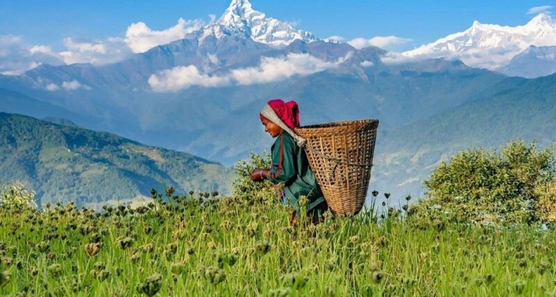 from-pokhara-guided-tour-to-sarangkot-sunrise-with-day-hike