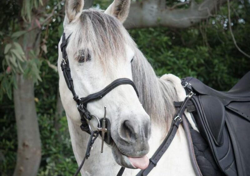 from-pompeii-mount-vesuvius-horseback-riding-tour