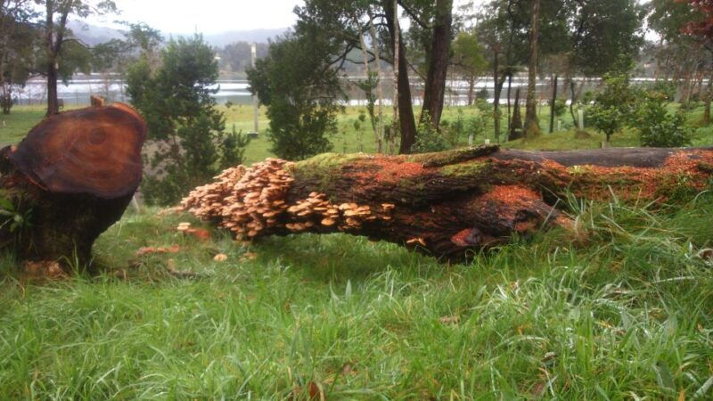 from-ponta-delgada-furnas-lake-shore-4x4-guided-day-trip