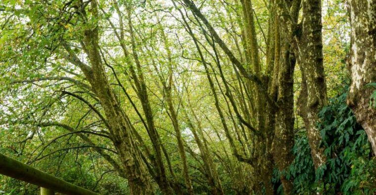 from-ponta-delgada-guided-walking-tour-to-salto-do-cabrito