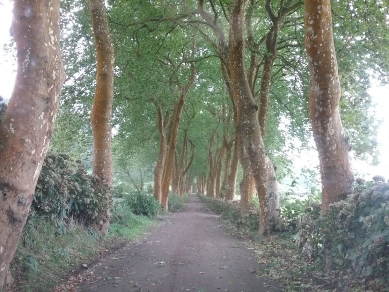 from-ponta-delgada-nordeste-4x4-guided-day-trip-lunch