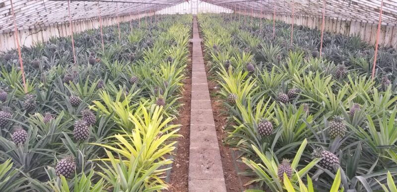 from-ponta-delgada-sete-cidades-lakes-fire-lake-day-tour