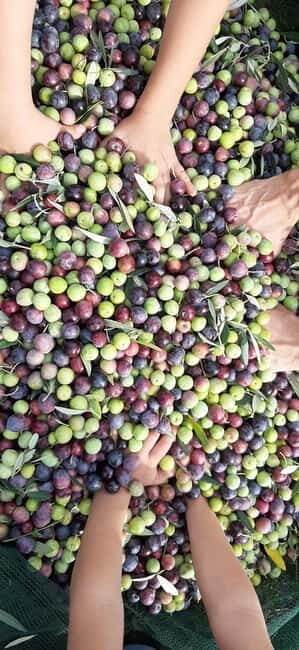 From Pore: Motovun & Gronjan with Local Products Tasting - What Makes This Tour Stand Out?