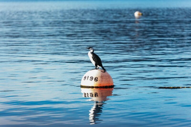 From Port Arthur: Tasman Island Wilderness Cruise - Practical Tips for the Trip