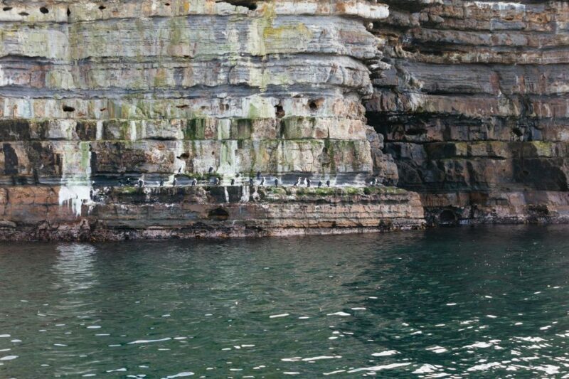 From Port Arthur: Tasman Island Wilderness Cruise - Who Will Love This Tour?