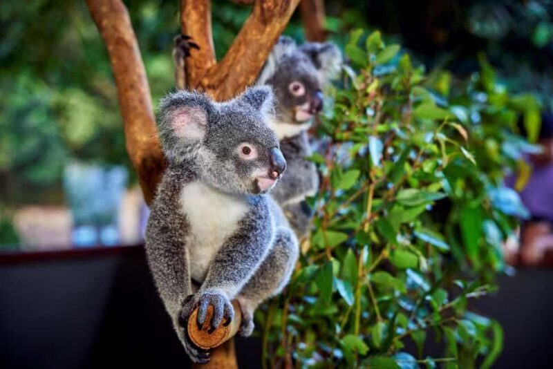 From Port Douglas: Hartley's Crocodile Park, Skyrail & Train - An In-Depth Look at the Itinerary and Highlights
