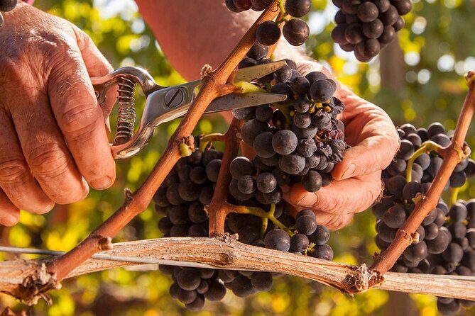 From Portland Private Willamette Valley Wine Tour - Pricing & Value