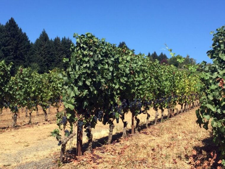 from-portland-willamette-valley-character-wineries