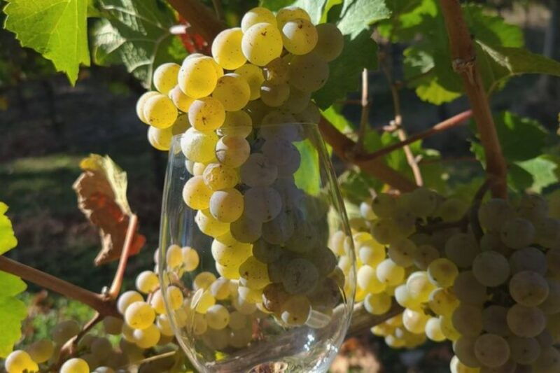 from-portland-willamette-valley-full-day-wine-tour