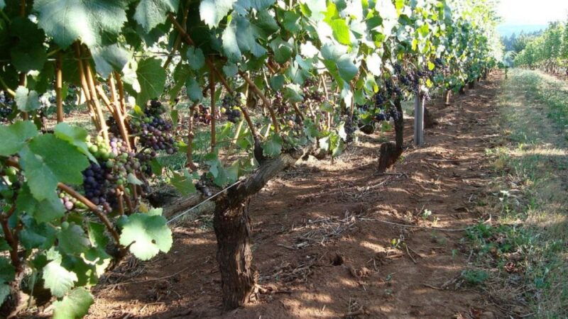 from-portland-willamette-valley-full-day-wine-tour
