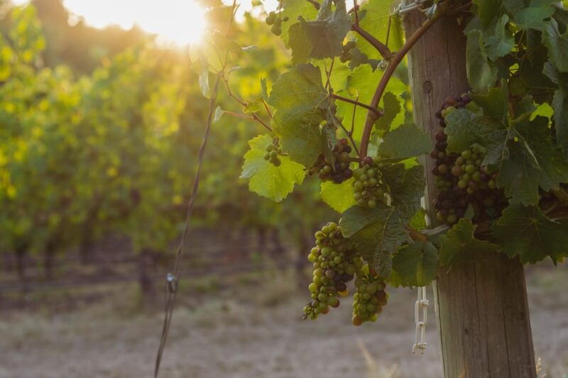 from-portland-willamette-valley-wine-tasting-tour