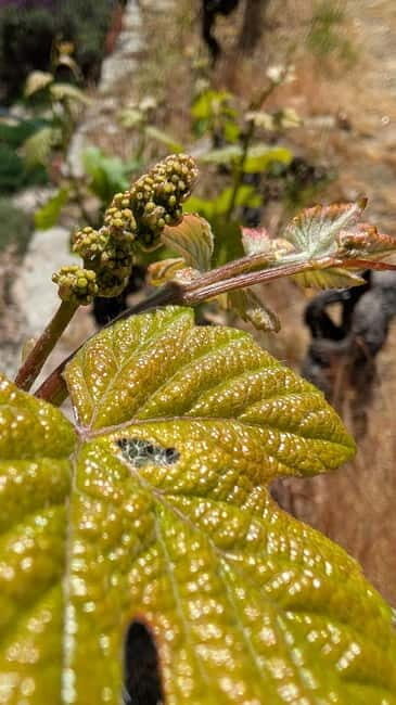 From Porto: 2 Wine Regions, Farm-to-Table Lunch & Boat - Final Thoughts