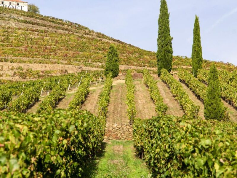 From Porto: 3 Wine Regions and farm lunch with views. - An Introduction to the Douro Valley Tour