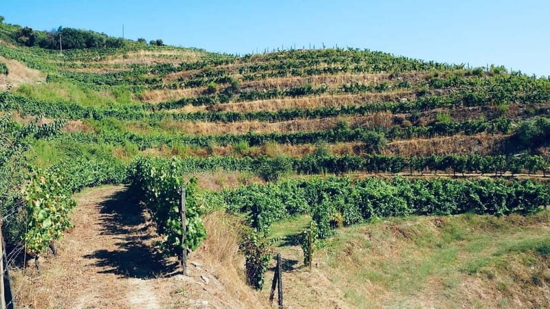 From Porto a private experience to Niepoort with lunch there - Practical Details & What to Expect