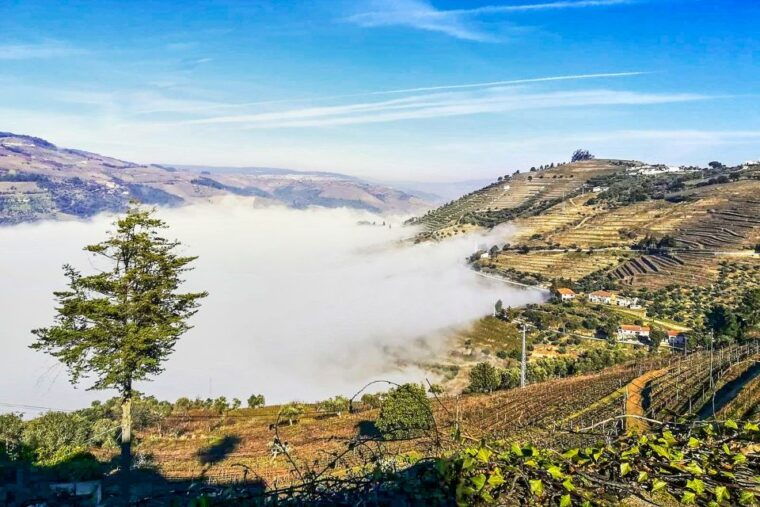 from-porto-douro-valley-and-amarante-small-group-wine-tour