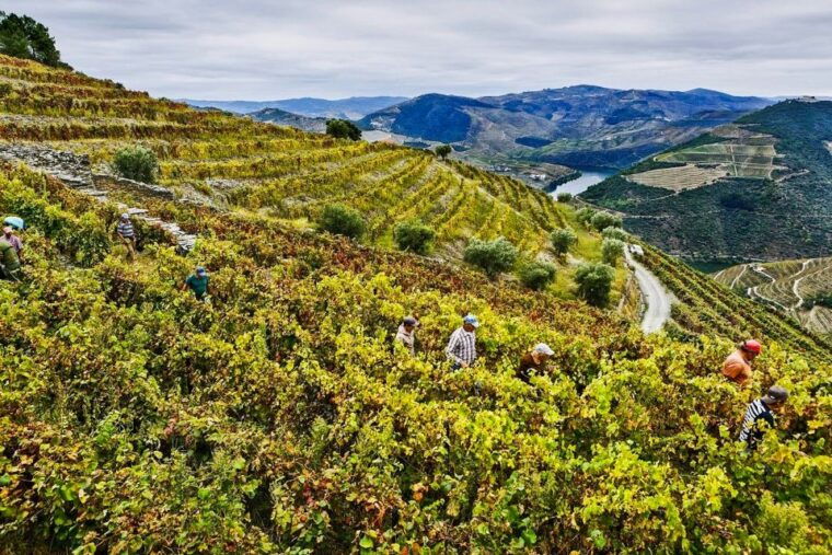 from-porto-douro-valley-and-amarante-small-group-wine-tour