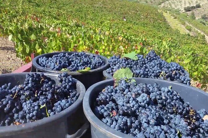 From Porto: Douro Valley Tour with 2 Wineries, Lunch and Cruise - Who Will Love This Tour?