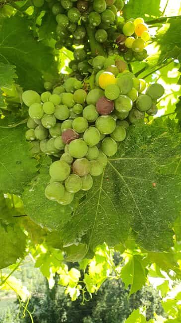 From Porto: Douro Valley Wine Tasting Tour With Hotel Pickup - Key Points