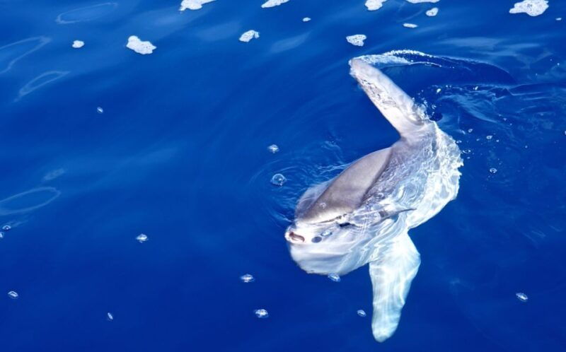 from-porto-ercole-giannutri-island-snorkeling-boat-trip
