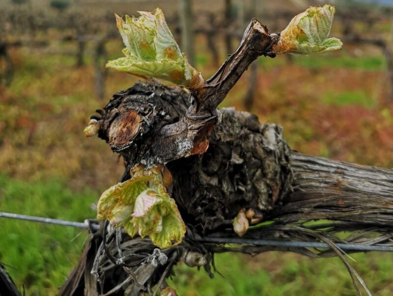 from-porto-tastings-at-2-wineries-chefs-lunch-boat-tour