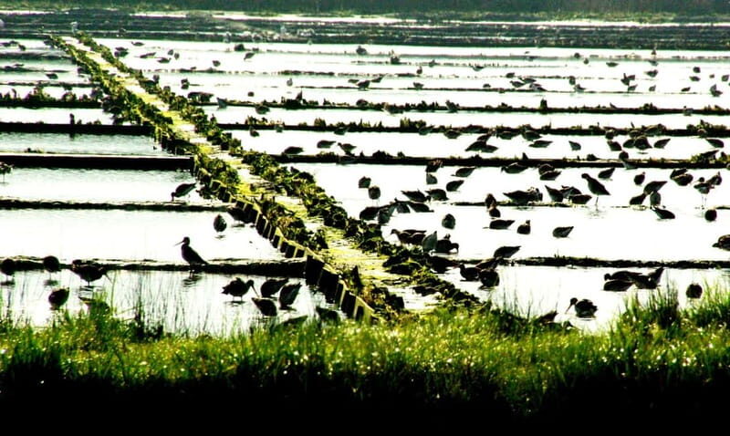 From Porto to Aveiro: Cruise, Aves, Salinas, Costa Nova, and Vista Alegre - Exploring the Salt Pans and Birdwatching Near Aveiro  