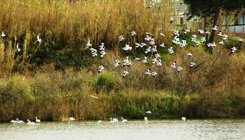 From Porto to Aveiro: Cruise, Aves, Salinas, Costa Nova, and Vista Alegre - Discovering Costa Nova and Its Colorful Houses  