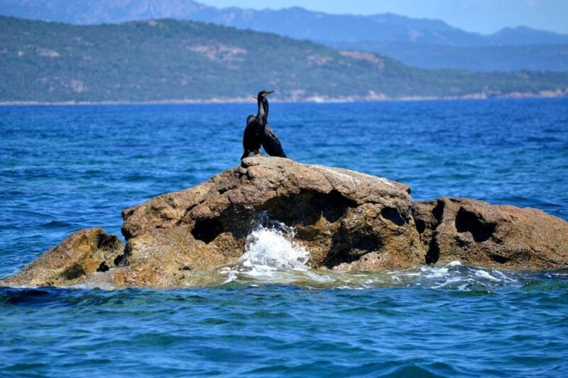 from-porto-vecchio-lavezzi-archipelago-sightseeing-cruise