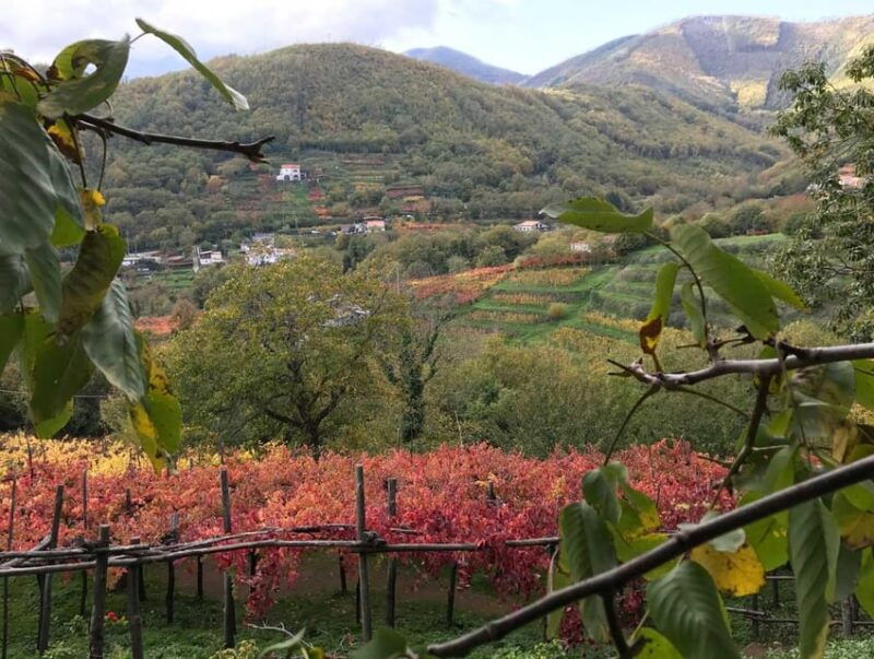 from-positano-amalfi-coast-tour-and-wine-tasting-with-lunch