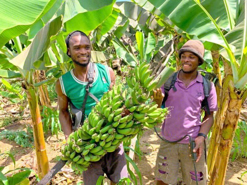 From Praia: Banana Plantation Tour and Cuscuz Workshop - An In-Depth Look at the Tour Experience