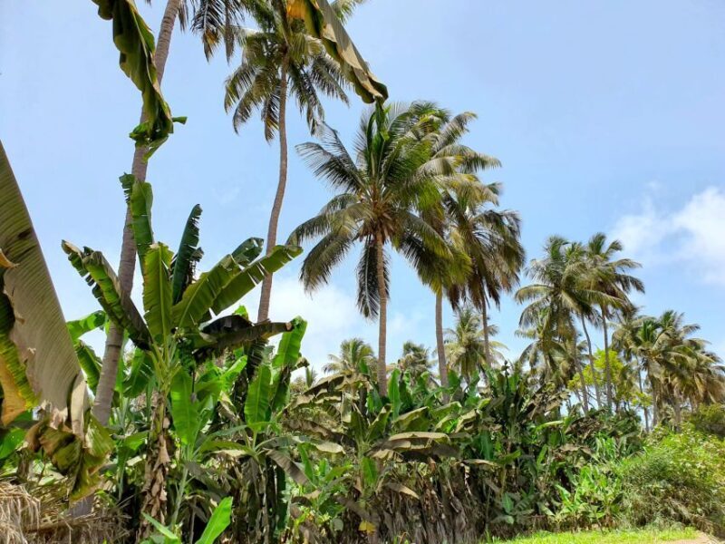 From Praia: Banana Plantation Tour and Cuscuz Workshop - Practical Tips for Your Tour Day