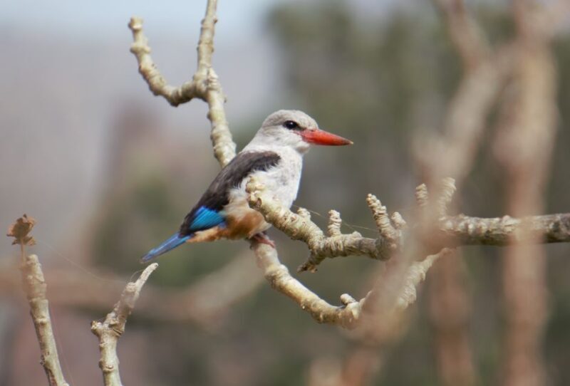 From Praia: Santiago Island Highlights Tour - The Sum Up