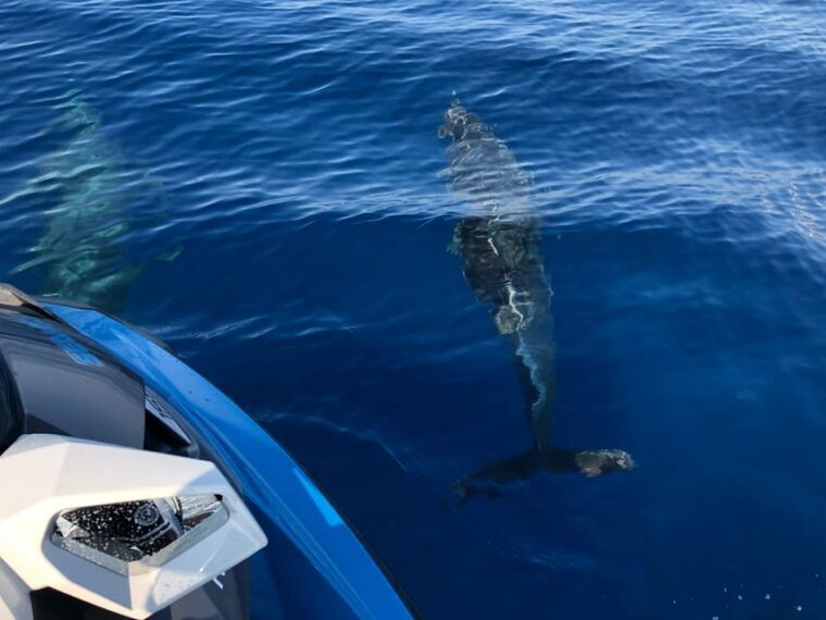 from-propriano-gulf-of-valinco-jetski-tour-1h