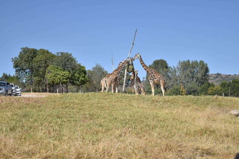 From Puebla: Africam Safari Private Tour all included - Frequently Asked Questions