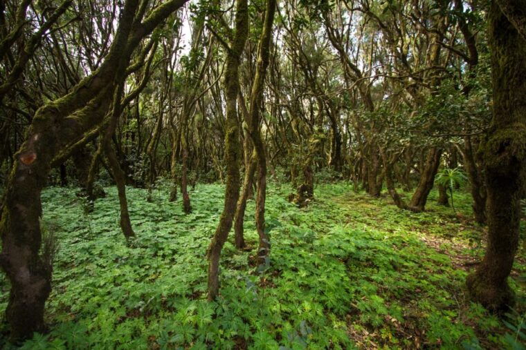 from-puerto-de-la-cruz-full-day-vip-tour-to-gomera