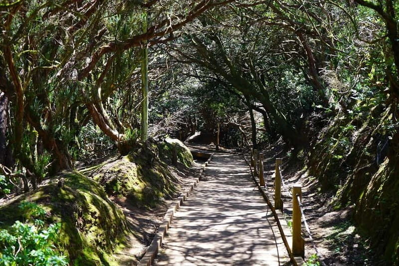 From Puerto de La Cruz: VIP Tour Around Anaga and La Laguna - An Engaging Journey Through Tenerife’s Natural and Cultural Gems